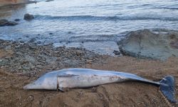 Çanakkale'de sahile ölü yunus vurdu