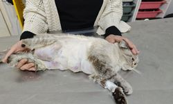 Meme kanseri olan kediden 330 gram tümör temizlendi