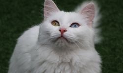 Van Kedi Villası'nın, yeni üyeleri için hazırlıklar başladı