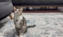 Kedinin midesindeki vantuz, 4 yıl sonra fark edilerek çıkarıldı