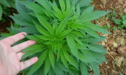 Evinde Hint keneviri yetiştiren şüpheliye gözaltı