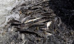 Yağışlar yüz güldürdü, inci kefali üreme sezonuna güçlü giriyor