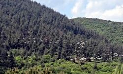 Gökyüzünü süsleyen pelikanların geçişi kamerada