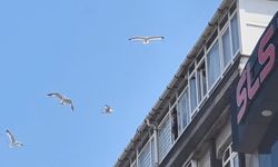 Anten tamiri için çatıya çıktı martıların saldırısına uğradı