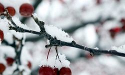 Meteoroloji’den ‘zirai don’ uyarısı