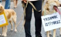 Vahşet! Yavru köpeği işkence yaparak öldürdüler