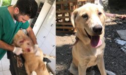 Köpek bıçakladığı için gözaltına alınan şahıs, serbest bırakılınca öldürdü!