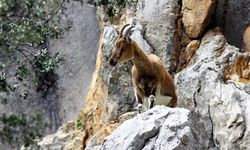 Katliamın kotası belirlendi: 798 yaban hayvanı para karşılığında öldürülecek