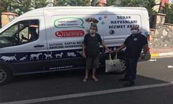 Minik patiler 'Benim Kedim' yarışmasında buluştu