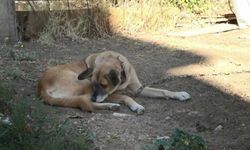 Üç köpeği bıçaklayarak birini öldürdü: Adli kontrol şartıyla serbest bırakıldı