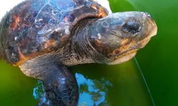 Tedavisi tamamlanan caretta caretta denize bırakıldı