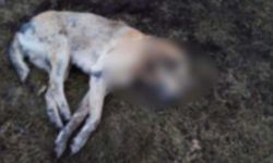 6 köpek ve 16 kuşu zehirleyen kasabın yargılandığı dava ertelendi