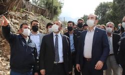 İttifaklar ağaç katliamına karşı birleşti