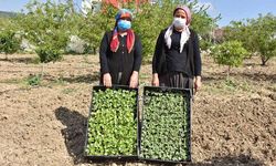 Tarsus Belediye Başkanı Bozdoğan, yerli tohumları toprakla buluşturdu