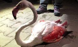 Uzun uçuştan yorgun düşen flamingo tedavi altında