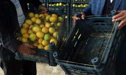 Kasanın fiyatı, içindeki limonu geçti