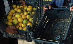 Üretici isyan etti! Yakında dolarla limon alacağız