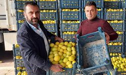 Üretici krizde! Kasa içindeki limondan pahalı