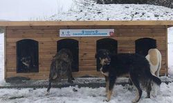 Karda kışta ormandaki hayvanlar unutulmadı
