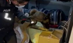 Narkotik köpeği 'Nektör' otobüs bagajında 66 kilo eroin buldu!
