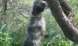 Bu nasıl vicdan! Köpeği canlı halde ağaca asıp boğdukları öğrenildi