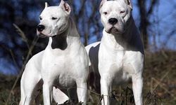 Danıştay'dan "Dogo Argentino" kararı