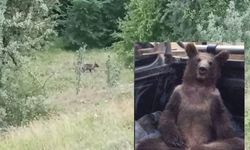 Balı fazla kaçırıp baygınlık geçiren ‘Balkız’ doğaya döndü