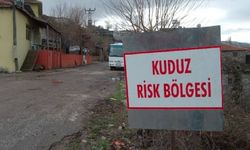 Kars'ta ölen kedide kuduz tespit edildi! Köy karantinada