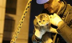 Hasarlı binanın yıkımı durduruldu, Zena isimli kedi kurtarıldı