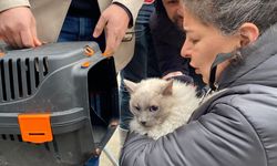 Galeria Sitesi'nde çalışma sona erdi! 13 kedi kurtarıldı