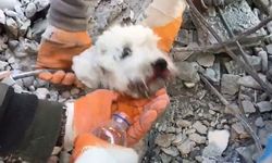 İskenderun'da bir mucize! Küçük köpek enkazdan böyle kurtarıldı