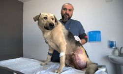 Enkaz altında vurulan köpeğe "Umut" adı verildi!