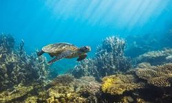 Panama deniz kaplumbağalarına yasal haklar verdi!