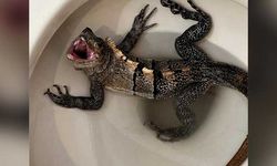 Tuvalete girince neye uğradığını şaşırdı! "Godzilla'yla karşılaştım"