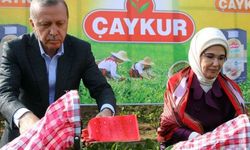 Seçim öncesi yalanlayan ÇAYKUR'dan çaya yüzde 43 zam!