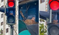 Kumru tamir için açılan trafik ışığına yuva yaptı! Açık kalacak...