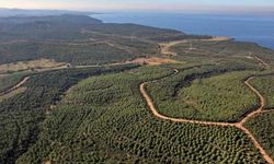 Çanakkale'de ormanlara girişler yasaklandı