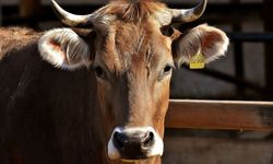 Kurallara uymadan kurban kesenlere ceza yağacak!