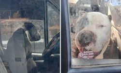 Aracına pitbull girdi saatlerce yardım bekledi