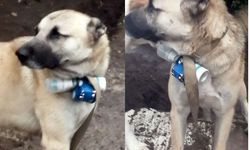 Köpeğin üzerine bomba bağladılar! Terör saldırısını Azerbaycan askerleri engelledi