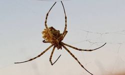 Dünyanın en zehirli örümceği 'argiope lobata' Türkiye'de görüldü