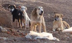 Köpek saldırısıyla karşı karşıya kalındığında ne yapılmalı? Uzmanı anlattı