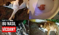 İzmir'de hayvan katliamı! 11 köpeği zehirleyerek öldürdüler