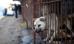 Yasa onaylandı! Güney Kore'de köpek eti yemek yasaklanıyor