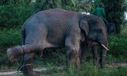 Tayland’da dilencilik yaptırılan fil sahibini ezerek öldürdü