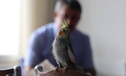 Papağandan 'Ölürüm Türkiyem' performansı