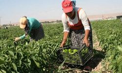 Çiftçinin bir yılda resmi enflasyonu yüzde 60