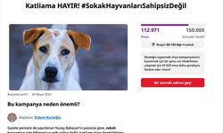 Türkiye'de sokak hayvanları tartışması büyüyor! İki günde 100 binin üzerinde imza toplandı