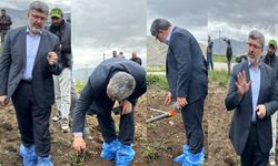 AKP'li vekil halk ile iç içe! Bezelye tarlasında galoşla gezdi