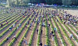Geliri kız öğrencilere bağışlanacaktı! Tarladan çilekleri çaldılar